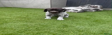 German Shorthaired Pointer 2