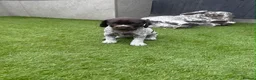 German Shorthaired Pointer dogs for sale: German Short Haired Pointer Puppies  - Advert 15