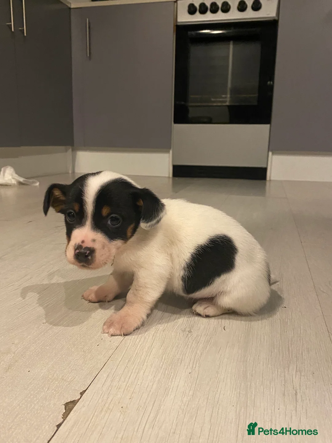 Jack Russell dogs for sale: My beautiful Jack Russell puppies available - Advert 7