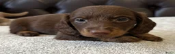 Miniature Dachshund dogs for sale: Dachshund miniature long hair  - Advert 6