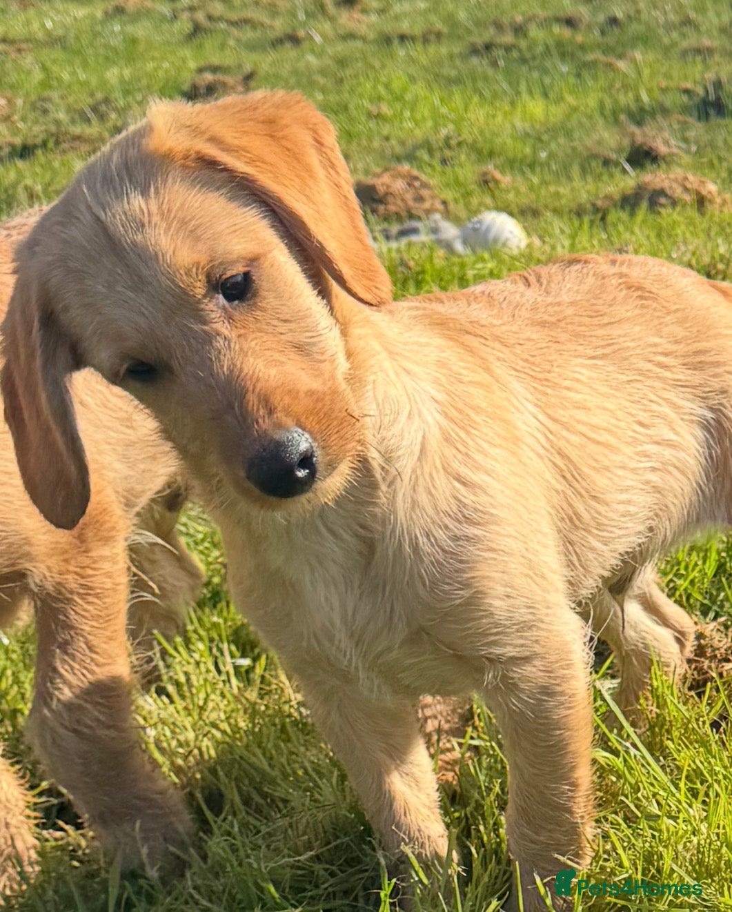 Labradoodle dogs Beautiful health tested Labradoodle Puppies  - Advert 1