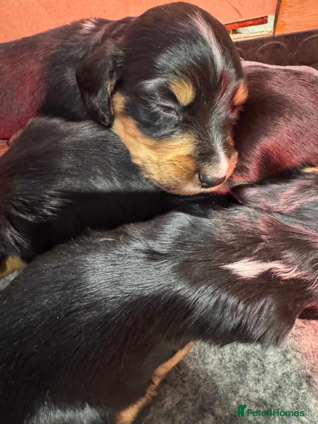 Cocker Spaniel dogs for sale: Working Cocker Spaniel Puppies - Advert 7