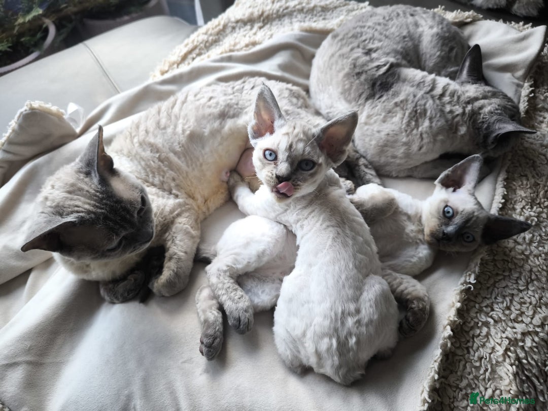 Devon Rex cats for sale: Devon Rex💕Blue Point Lynx Girl🩷Blue Point Boy💙 - Advert 30