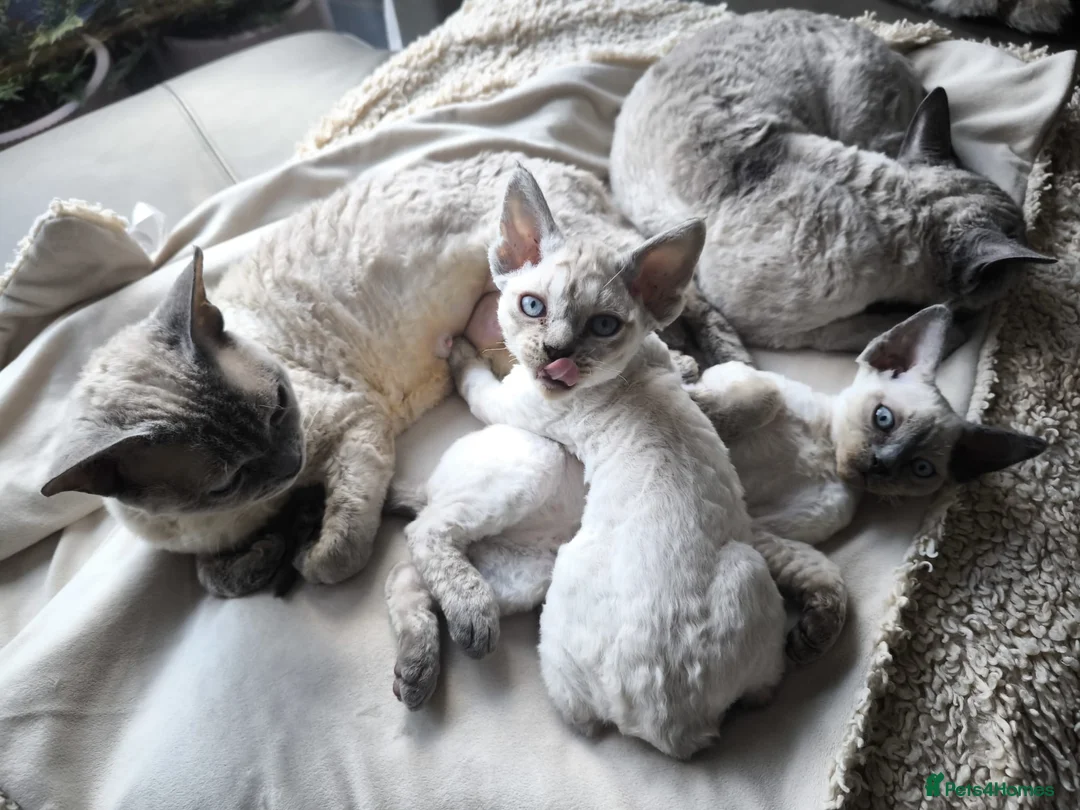 Devon Rex cats for sale: Devon Rex💕Blue Point Lynx Girl🩷 - Advert 32