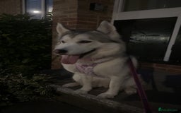 Huskita dogs for sale: Husky  - Image 2