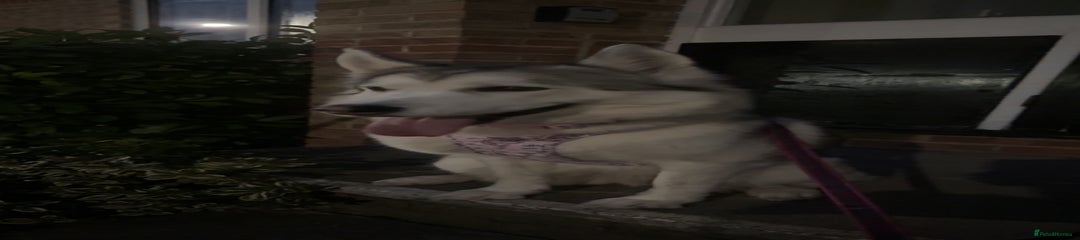 Huskita 