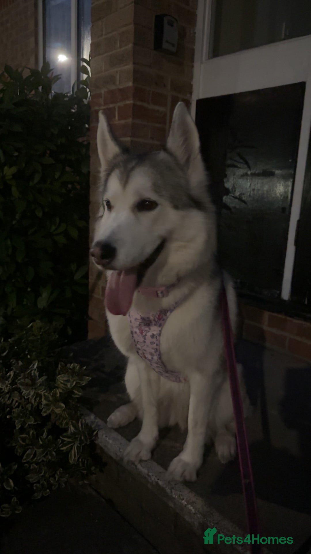 Huskita dogs for sale: Husky  - Image 2