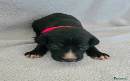 Jackapoo dogs for sale: Beautiful jackapoo puppies  - Advert 9