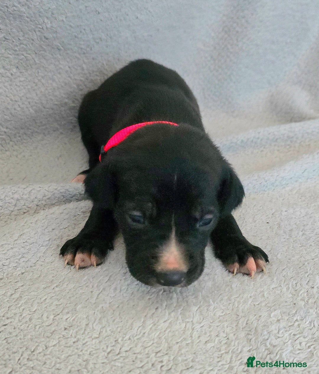 Jackapoo dogs for sale: Beautiful jackapoo puppies  - Advert 9