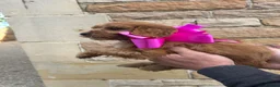 Cockapoo dogs for sale: Cockapoo puppy’s F1 beautiful puppies  - Advert 18