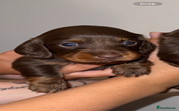 Miniature Dachshund dogs for sale: Long haired Miniature Dachshund - Image 9