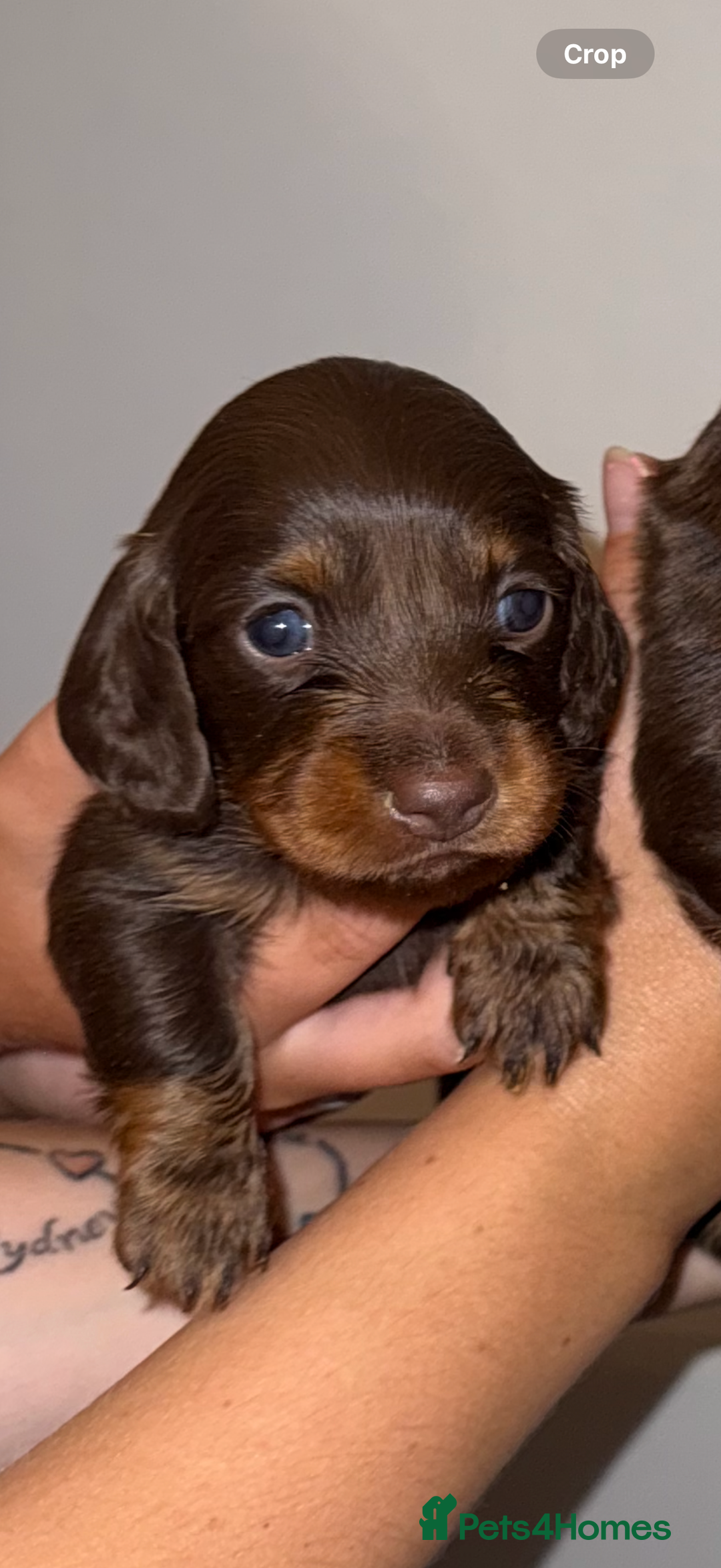 Miniature Dachshund dogs for sale: Long haired Miniature Dachshund - Image 9