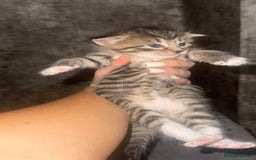 Maine Coon cats for sale: 2 girls and a boy  - Image 2