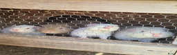 Guinea Pig rodents for sale: Teddy male guinea pigs  - Advert 5
