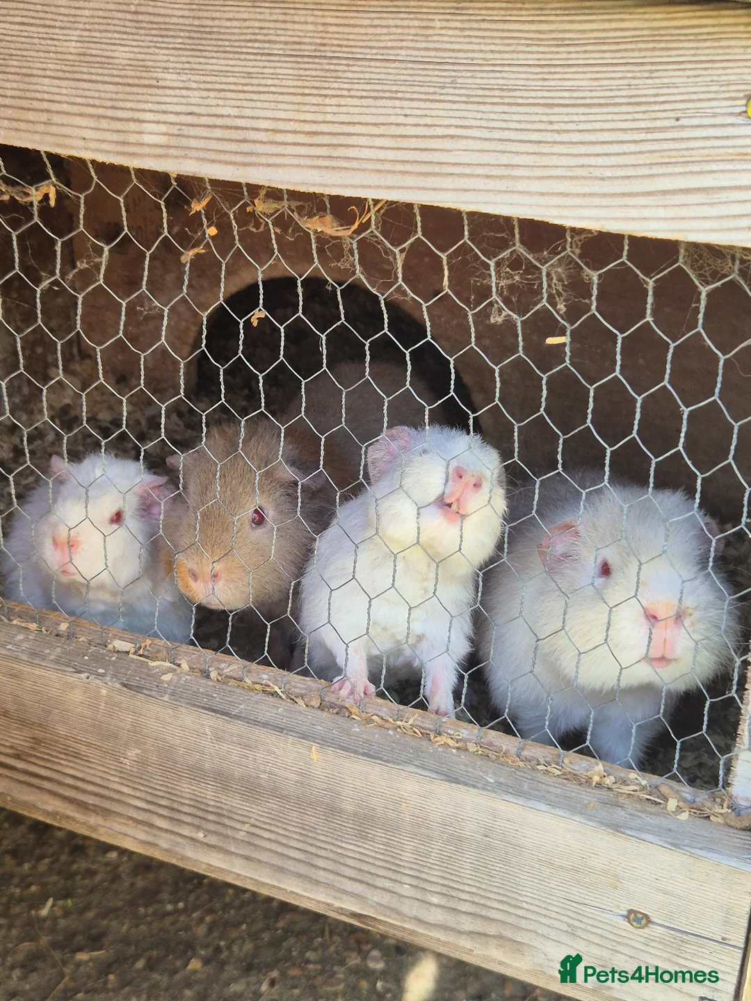 Guinea Pig rodents for sale: Teddy male guinea pigs  - Advert 5