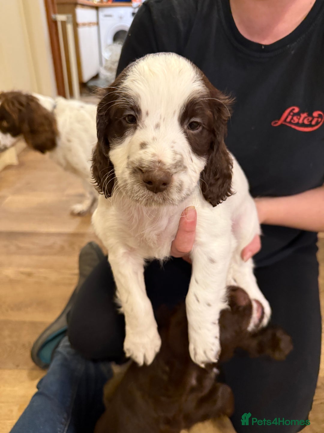 Sprocker dogs for sale: Sprocker puppies  - Image 9