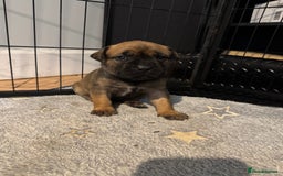 Mixed Breed dogs for sale: American Staff x Bullmastiff Pups  - Image 11