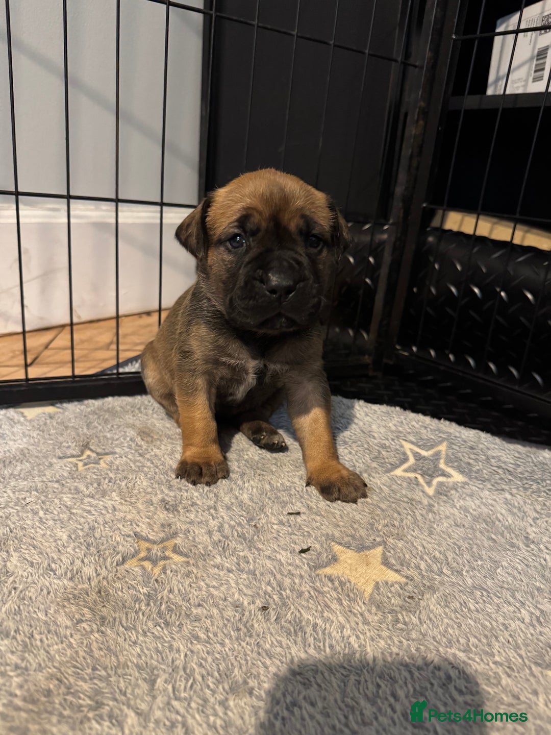 Mixed Breed dogs for sale: American Staff x Bullmastiff Pups  - Image 11