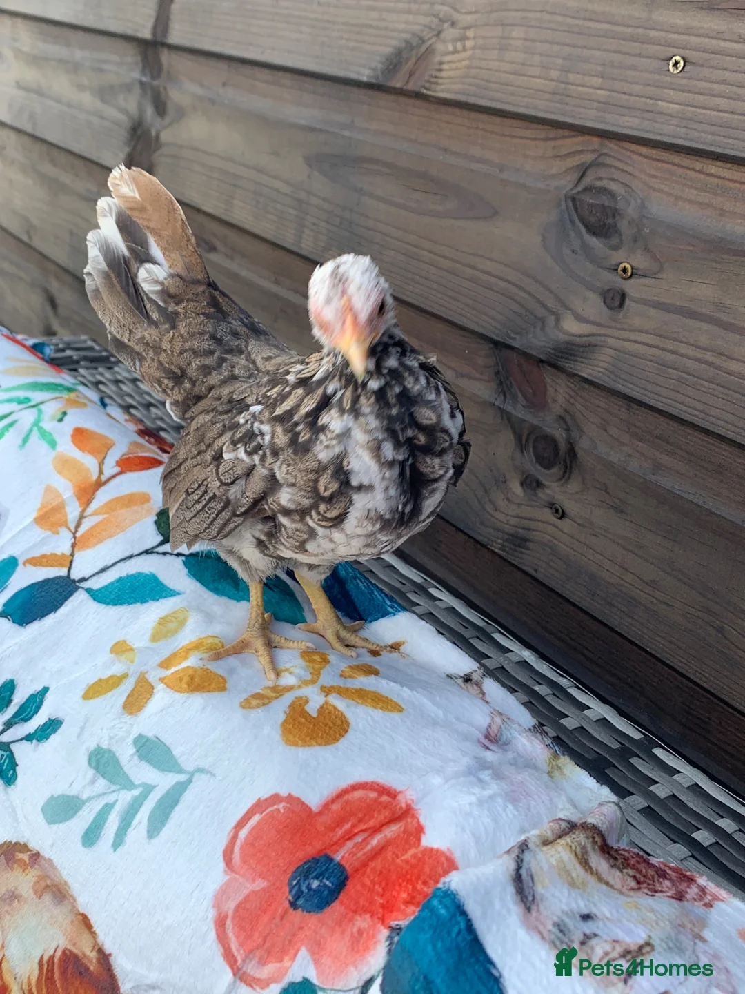 Chickens poultry for sale: Serama eggs in Alfreton - Advert 4