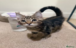 Bengal cats for sale: Bengal X Maine Coon - Image 2