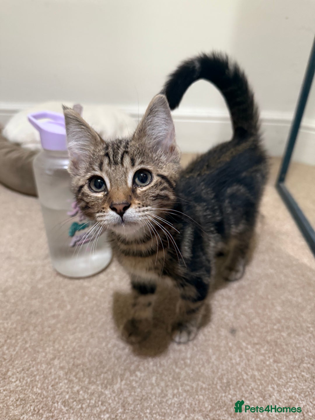 Bengal cats for sale: Bengal X Maine Coon - Image 2