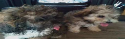Poochon dogs for sale: Poochon puppies beautiful girls fully vaccinated  - Advert 11
