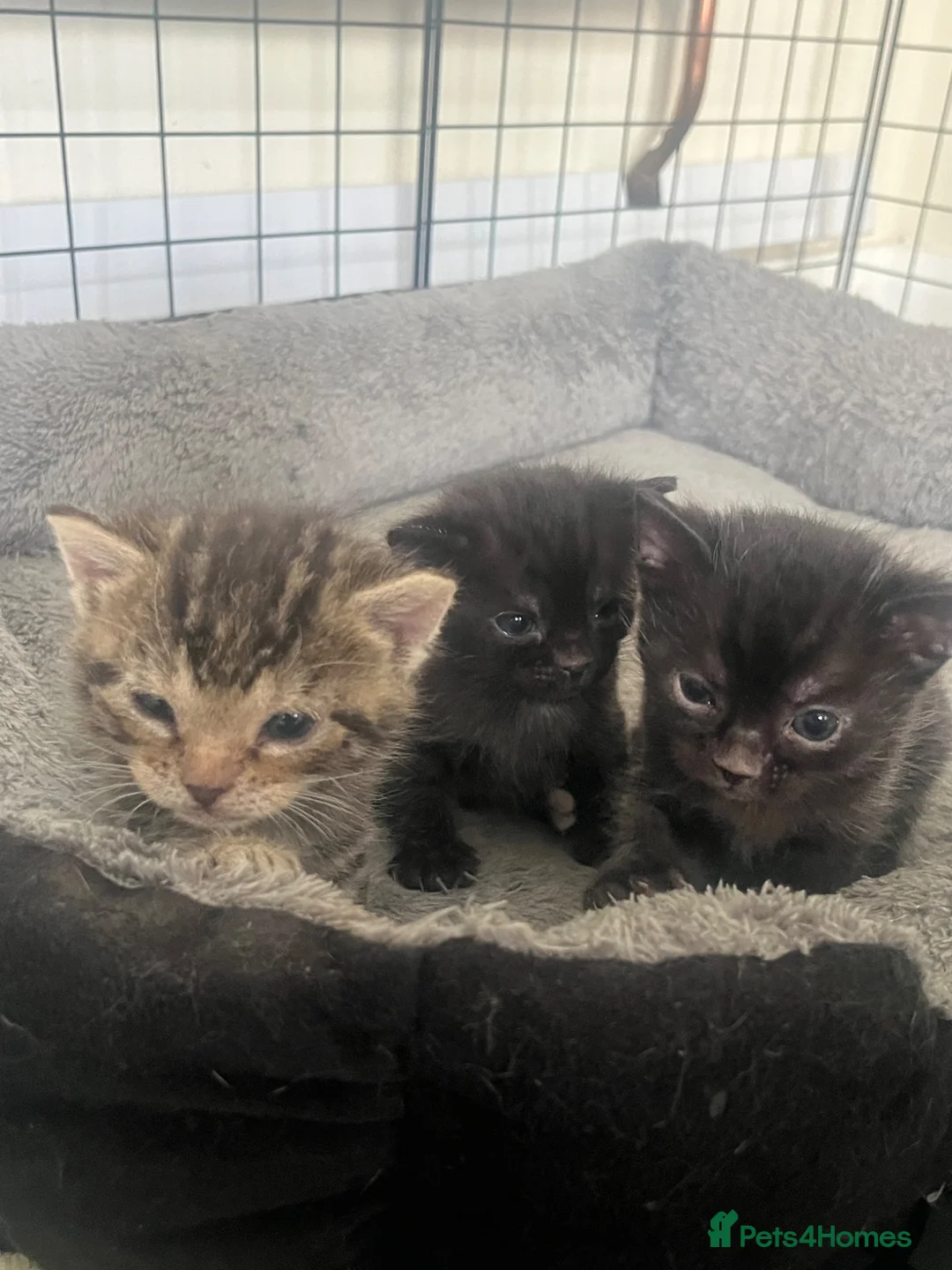 Bengal cats for sale: Beautiful kittens  in Swindon - Advert 1