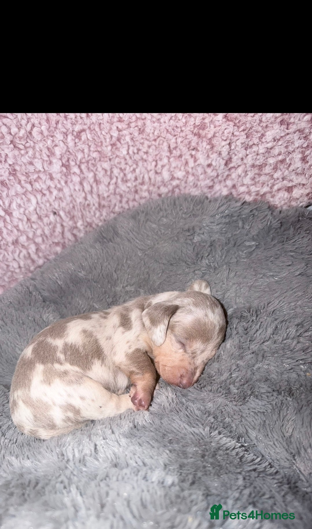 Miniature Dachshund dogs for sale: Stunning kc reg miniature dachshund puppies - Advert 18