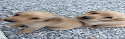 Labrador Retriever dogs for sale: 8 Labrador puppy’s for sale  - Advert 29