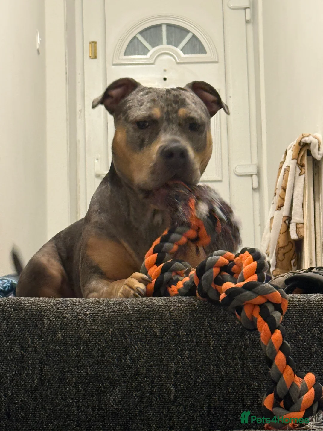 Mixed Breed dogs for sale: Exotic american bulldog cross staffy  - Advert 2