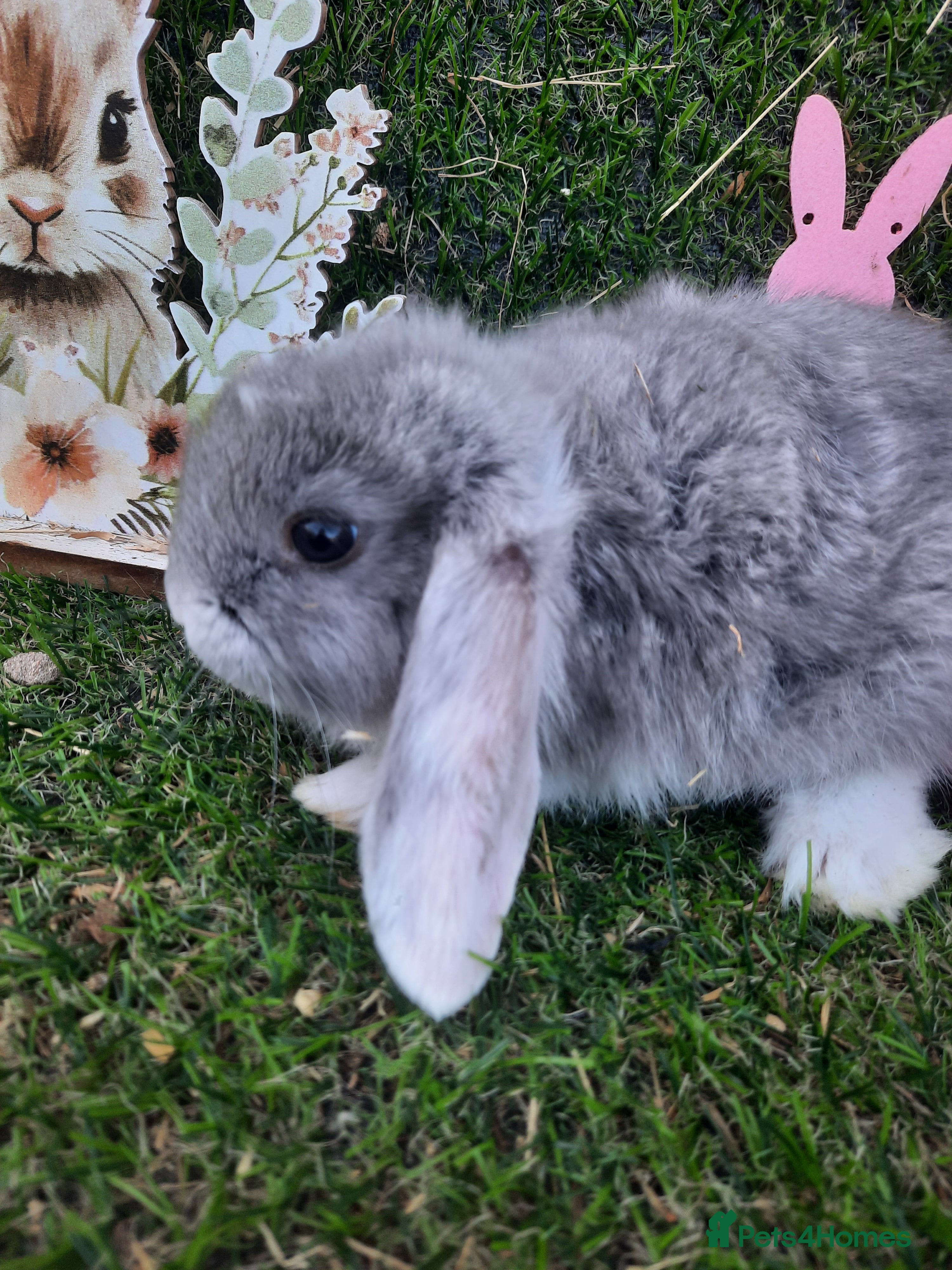 Mini Lop rabbits Mini lop babies ready now  - Advert 10