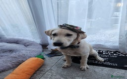 Labrador Retriever dogs for sale: 6.5month labrador pup looking for a loving home - Image 1