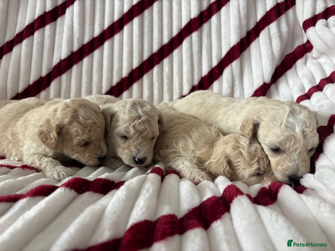 Poochon dogs for sale: Beautiful fluffy puppies  - Advert 10