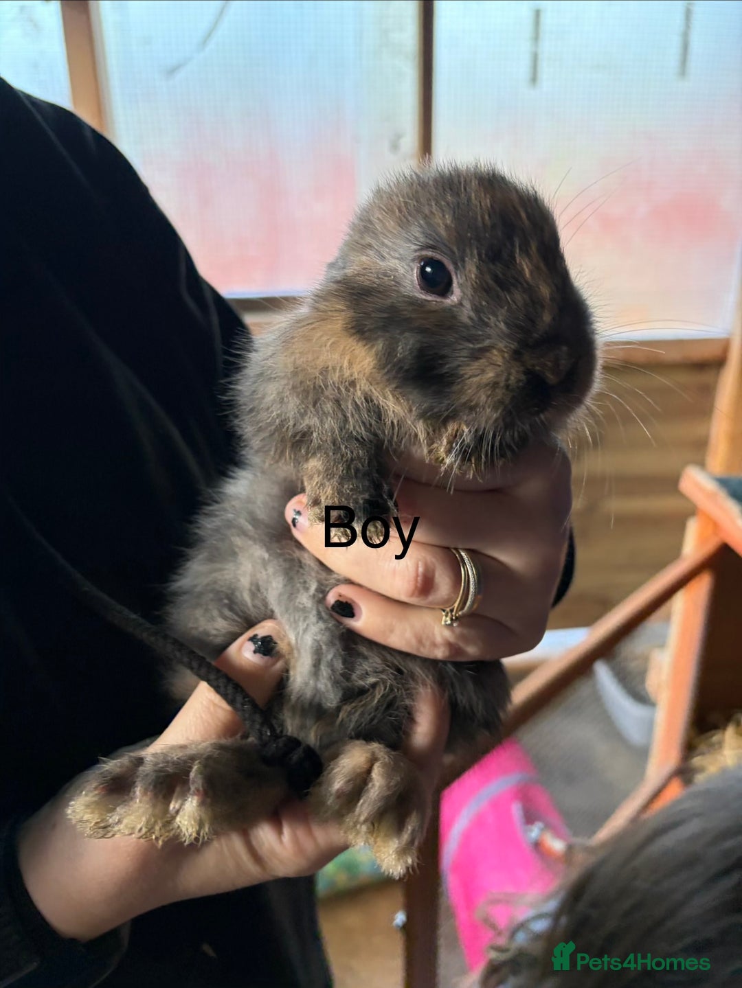 Mixed Breed rabbits for sale: 6 beautiful baby rabbit - Advert 15