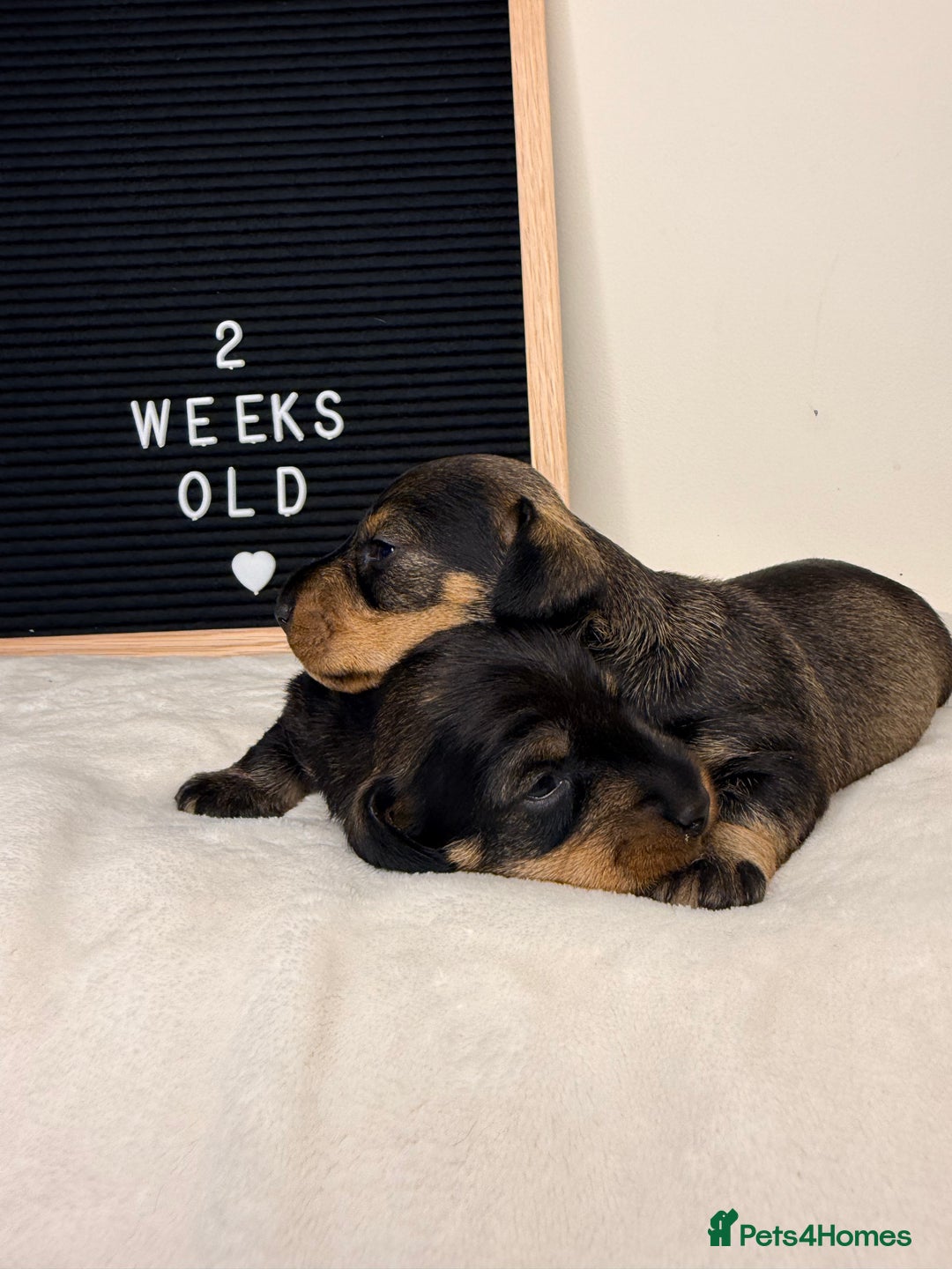 Miniature Dachshund dogs for sale: KC reg mini wires PRA LAFORA clear  - Advert 19