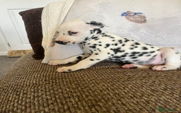 Dalmatian dogs for sale: Gorgeous Dalmatian Puppies - Image 3