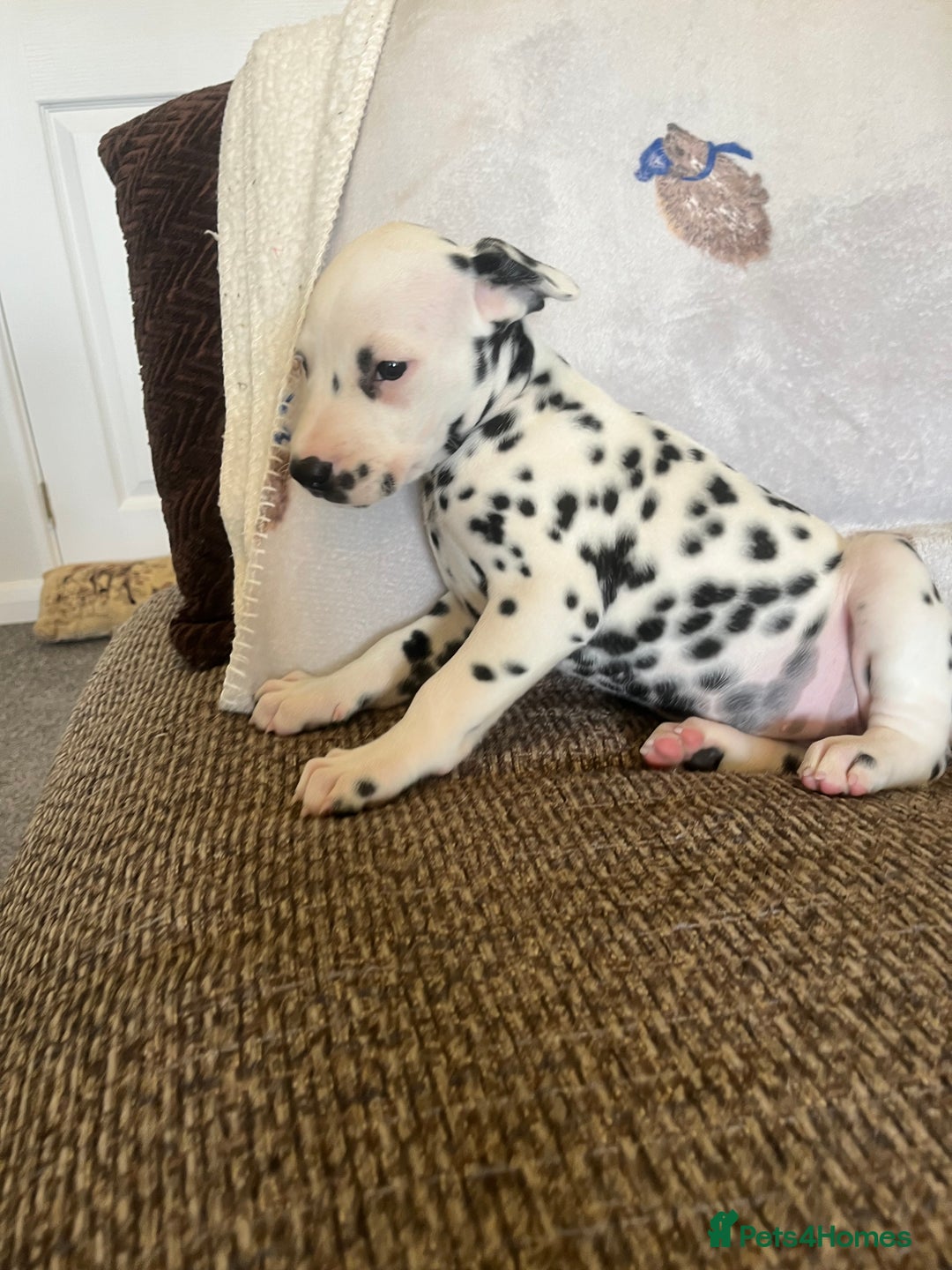 Dalmatian dogs for sale: Gorgeous Dalmatian Puppies - Image 3