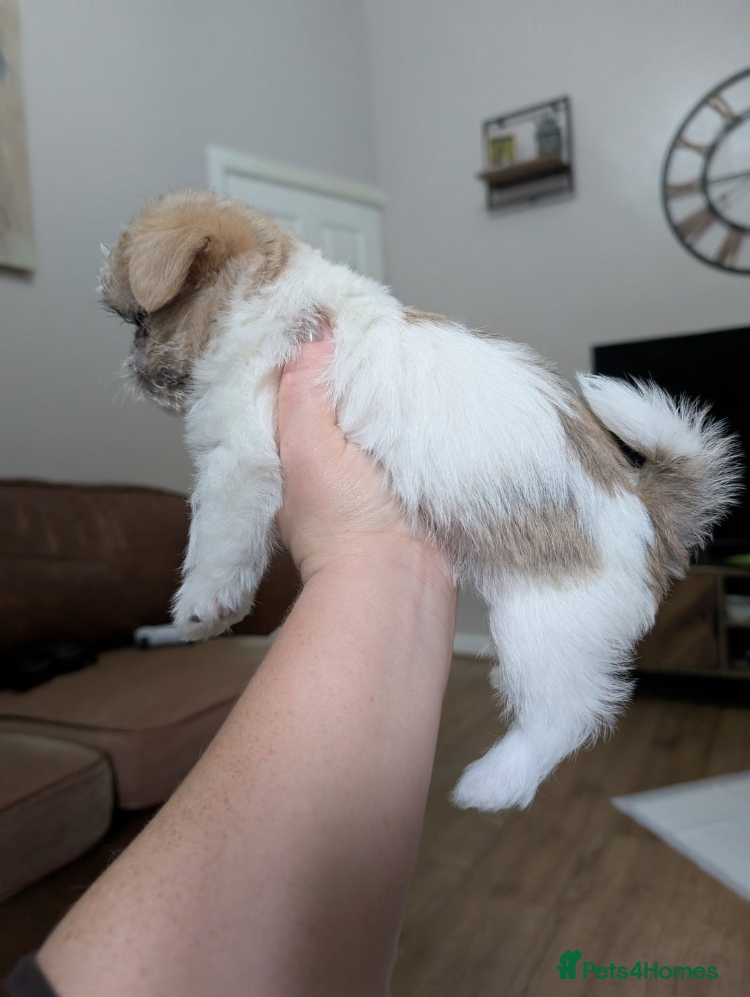 Mixed Breed dogs for sale: ShiChi - Image 11
