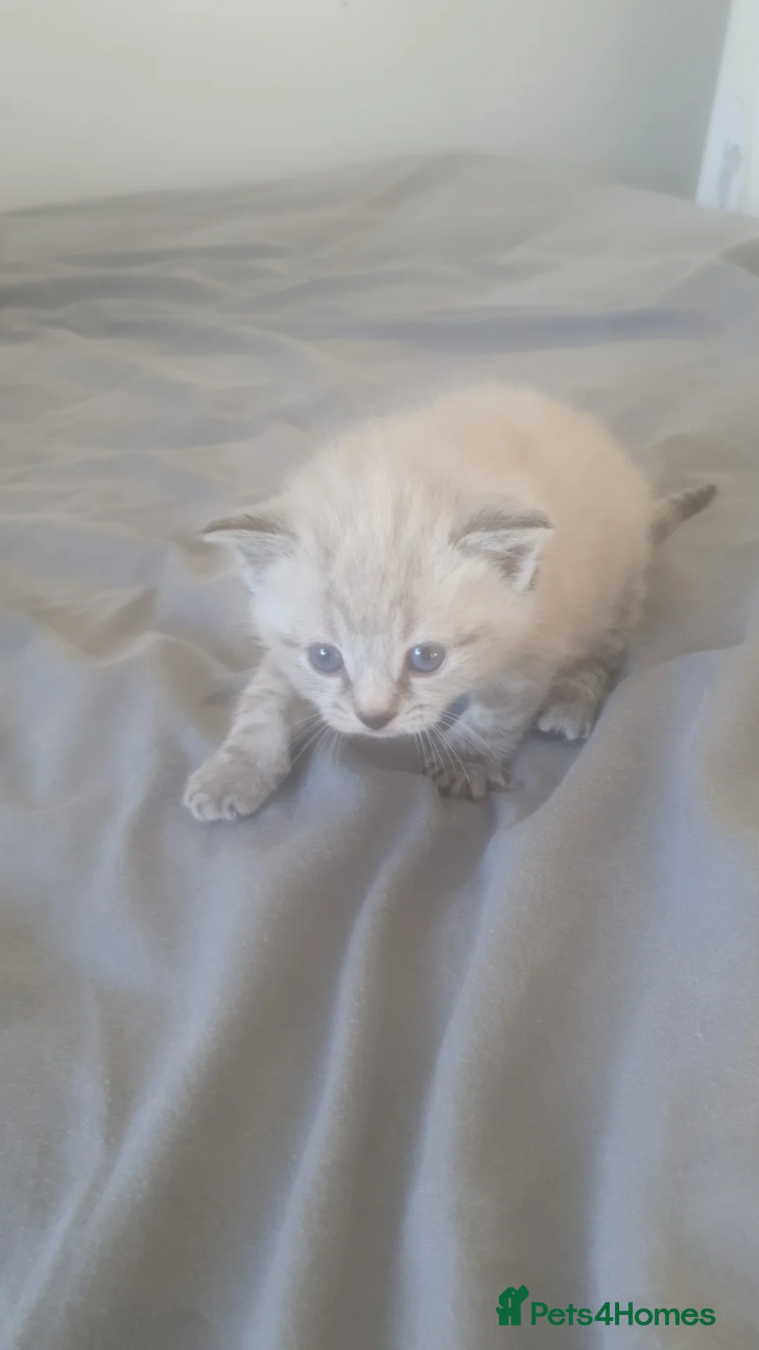 Ragdoll cats for sale: Beautiful white and grey ragdoll kitten - Advert 1