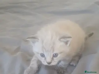 Ragdoll cats Beautiful white and grey ragdoll kitten - Advert 1