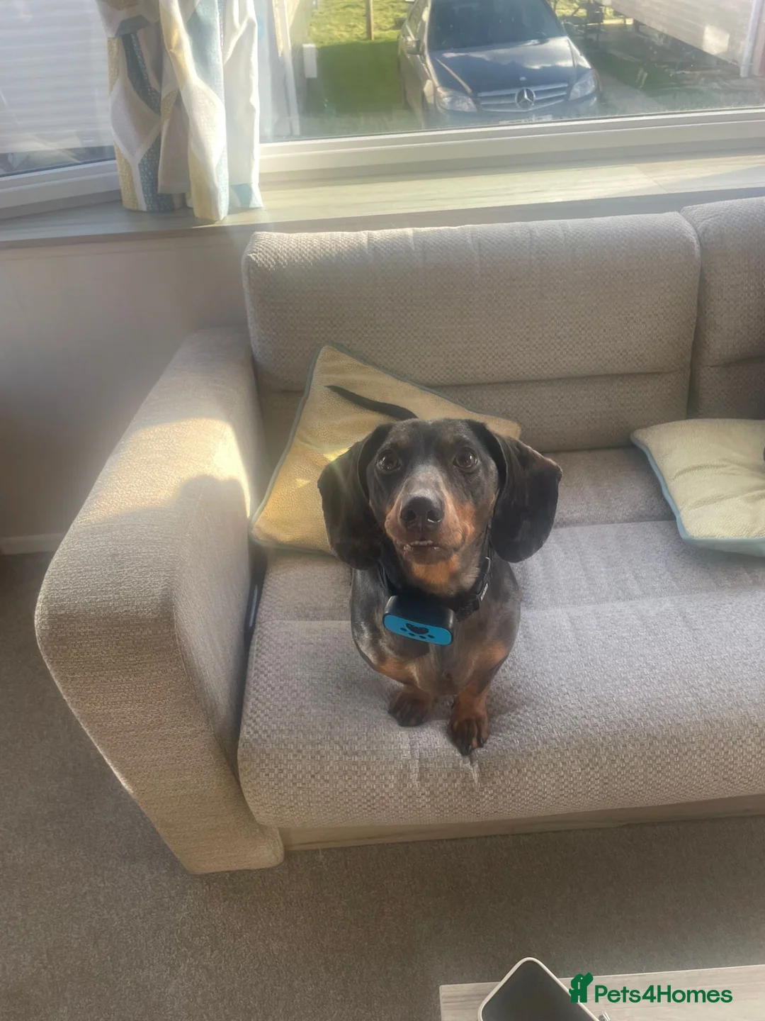Dachshund dogs for sale: I want to rehome my dachshund  - Advert 2