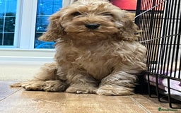 Cockapoo dogs for sale: Healthy Cockapoos boys fully vaccinated  - Image 8