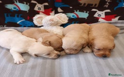 Labradoodle dogs for sale: f1 MINIATURRE LABRADOODLES FROM 5*LICENCED BREEDER - Image 3