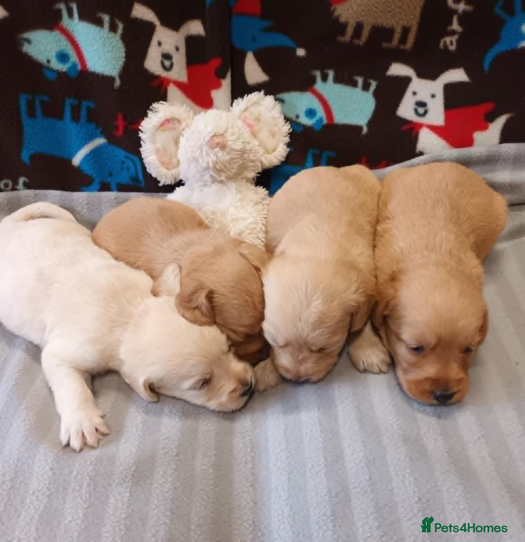 Labradoodle dogs for sale: f1 MINIATURRE LABRADOODLES FROM 5*LICENCED BREEDER - Image 3