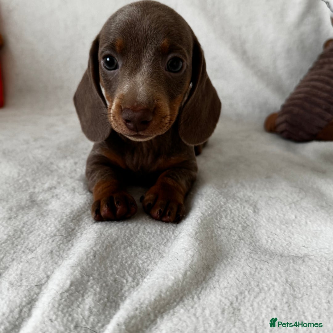 Dachshund dogs for sale: Mini smooth coat dachshunds  - Advert 5