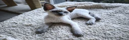 Devon Rex cats for sale: Devon Rex kittens pointed💙blue eyes💙 - Advert 10
