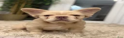 French Bulldog dogs for sale: VISUAL FLUFFY FRENCHIE CREAM HIGH DNA HEALTH TESTD - Advert 3