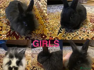 Mixed Breed rabbits Baby Rabbits for sale - Advert 2