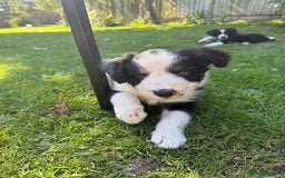 Mixed Breed dogs for sale: Border colllie/bearded collie pups  - Image 14