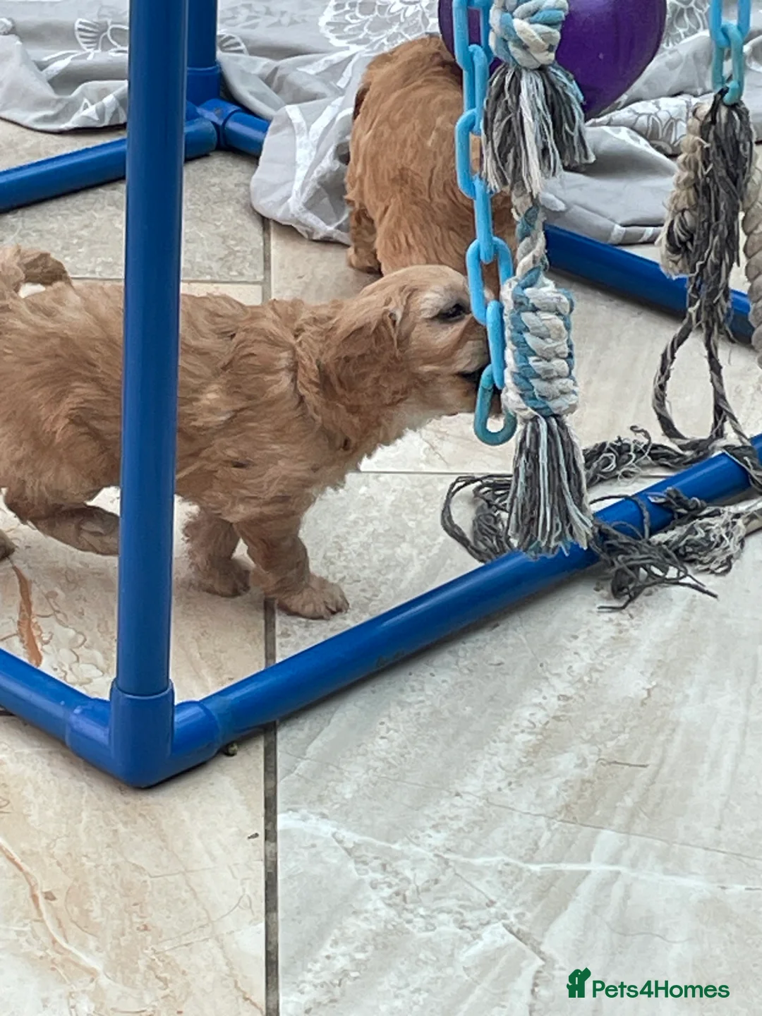 Cavapoochon dogs for sale: Stunning boys and girls in Carmarthen - Advert 2